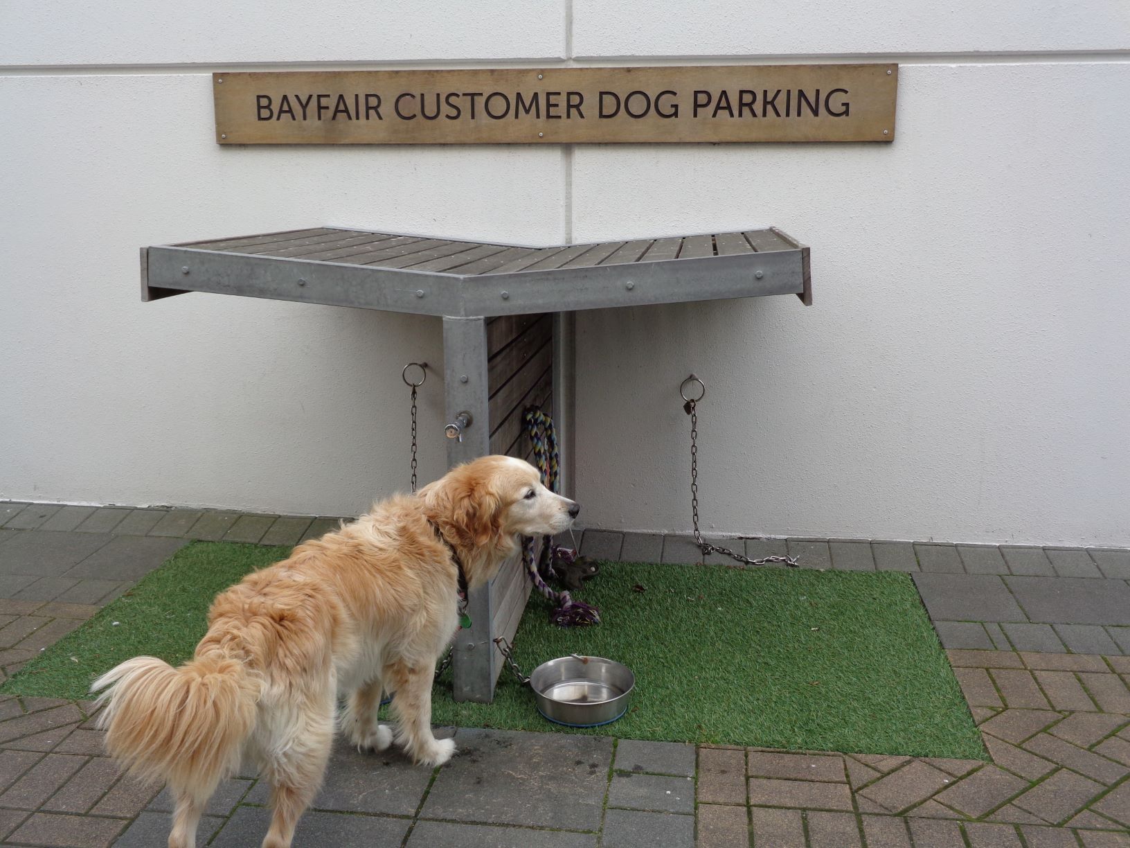 Dog Station – Sharing the Joys of Travel